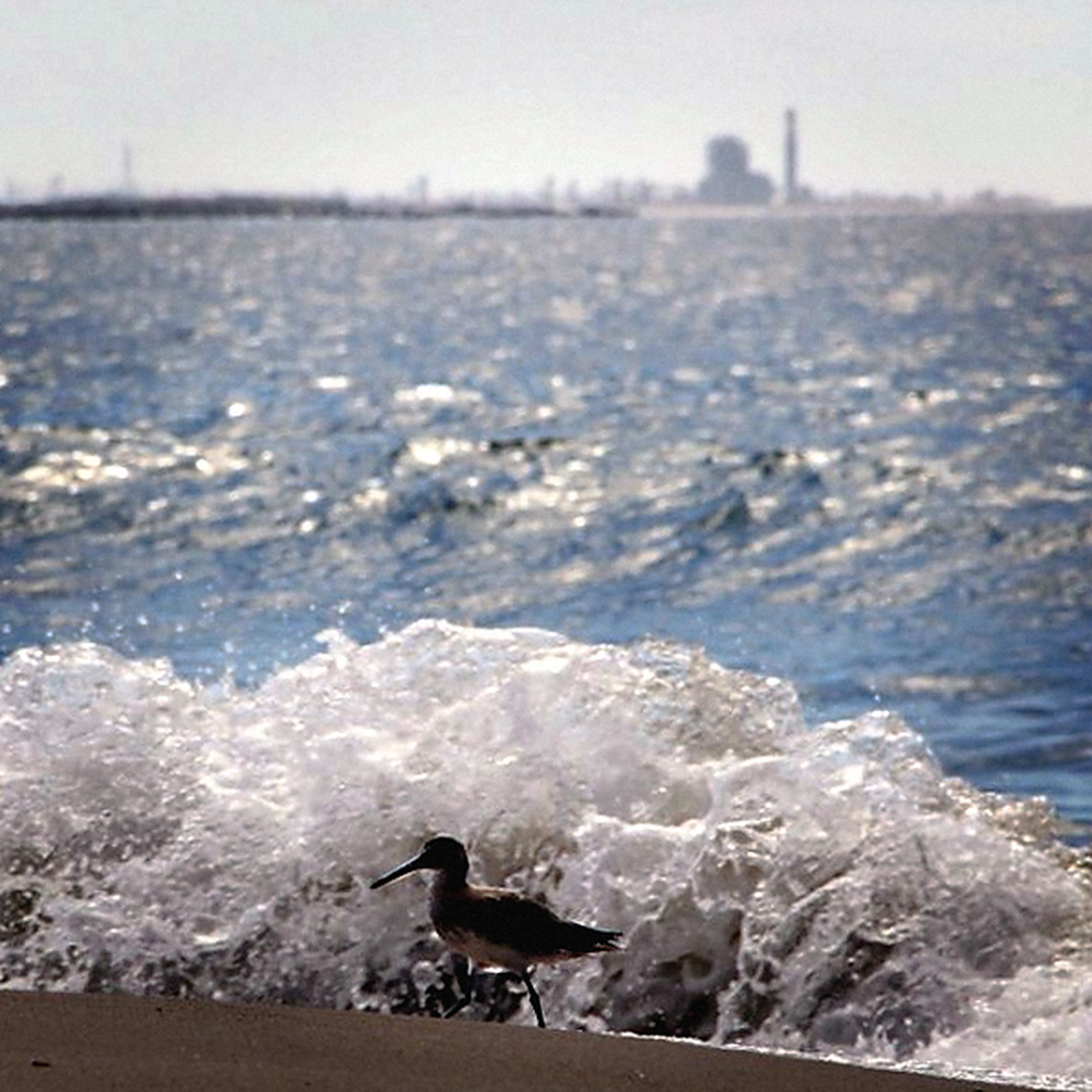 A shorebird walking the sand as a wave breaks behind it, a coastal generating station on the horizon, Ventura, California.
